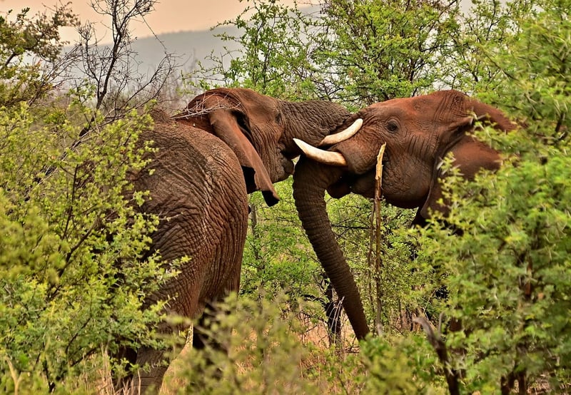 Bush Adventures