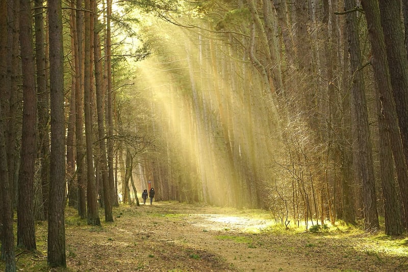 Forest Walks