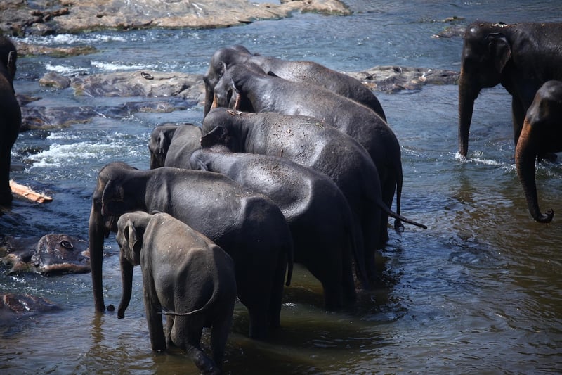 Elephant in the wilderness