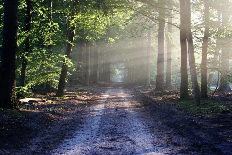 Forest Retreat